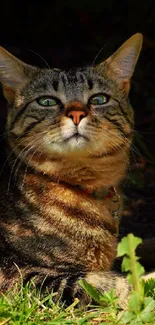 Tabby cat relaxing in sunlight on green grass.