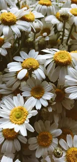 Daisy blooms with yellow centers and white petals create a sunny, floral background.