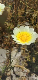 A vibrant yellow daisy blooms in a sunlit natural setting.