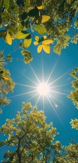 Sunlight shining through green tree leaves against a clear blue sky.