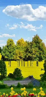 Sunny field with blue sky and clouds landscape wallpaper.