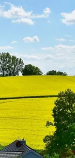 Expansive yellow field under a clear sky.