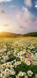 Mobile wallpaper of a sunlit daisy field under a colorful sky.