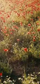 Blooming field of red poppies under sunlight.