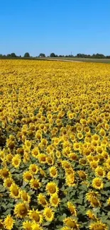 A vast field of sunflowers under a clear blue sky.