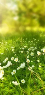 Sunlit field with wildflowers under a green leafy canopy.