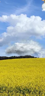 Yellow field under a clear, blue sky with clouds.