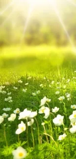 Mobile wallpaper of a sunlit field with white flowers and lush green grass.