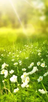 A peaceful field with white flowers under the sun's rays.