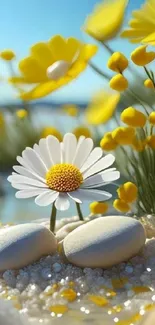 Yellow daisies with stones in serene nature setting.