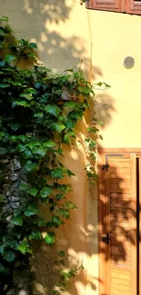 Rustic wall with ivy in sunlight creating a warm aesthetic.