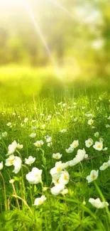 Sunlit meadow with white flowers and vibrant greenery.