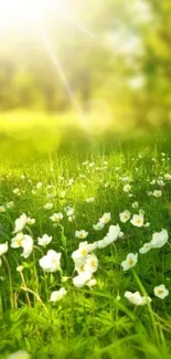 Sunlit meadow with white flowers and lush green grass.