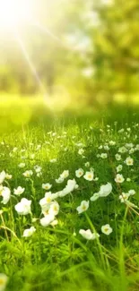 A sunny meadow with white flowers under bright sunlight.