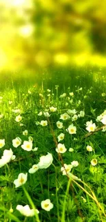 A sunny meadow with white blossoms.