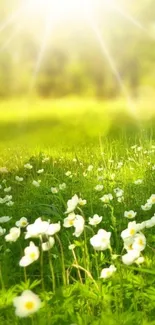 Sunlit meadow with white flowers and green grass.