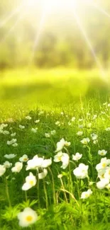 Bright sunlit meadow with white flowers in lush green grass.