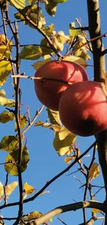 Red apples hanging among autumn leaves against a blue sky.