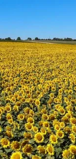 A vast field of bright yellow sunflowers under a blue sky.