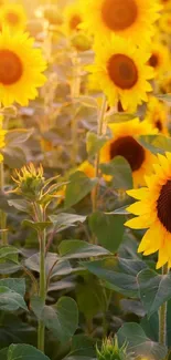 Sunflowers basking in golden light in a serene field.