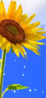 Vivid sunflower against a bright blue sky.