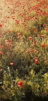 Sunlit wildflower field with poppies and greenery.