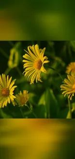 Yellow daisies against a green background.