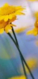 Vibrant yellow daisies with a blue background.