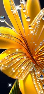 Close-up of yellow flower with dewdrops on a wallpaper background.