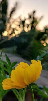 Bright yellow flower with blurred background at sunset.