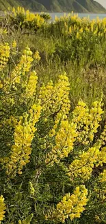 Mobile wallpaper with yellow flowers in nature by the coast.