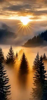 Sunrise over misty pine trees with golden light.
