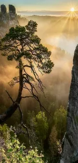 Sunrise over a misty mountain with a lone tree.