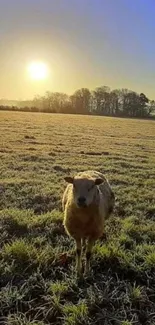 A peaceful sheep stands in a frosty field under a blue sky and bright sunrise.
