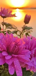 Dewy pink flowers with a sunset over a lake background.