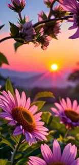 Colorful pink flowers at sunset creating a serene nature view.