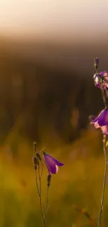 Vibrant sunset with purple flowers in foreground.