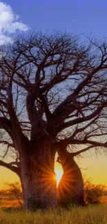 Majestic baobab tree at sunset in vibrant landscape wallpaper.