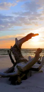 Beach sunset with driftwood and ocean waves.