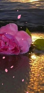 Pink rose on beach at sunset, golden reflections on sand.