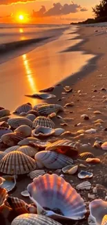 Seashells on a sunset beach with golden reflections.