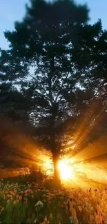 Sunset rays illuminating a lone tree in a tranquil meadow.