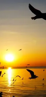 Silhouetted birds flying as the sun sets over the ocean.