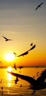 Birds soaring over ocean with sunset background.