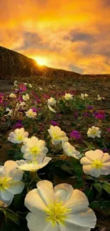 Vibrant sunset over a field of blooming flowers.