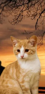 Orange and white cat with sunset silhouette background.