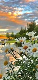 Daisies by a serene lake at sunset with a colorful sky.