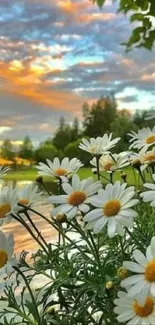 White daisies in a sunset meadow with vibrant sky and greenery.