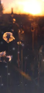 Glowing dandelions under a sunset sky, creating a tranquil and warm scene.