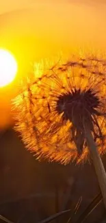 Orange sunset with dandelion silhouette wallpaper.